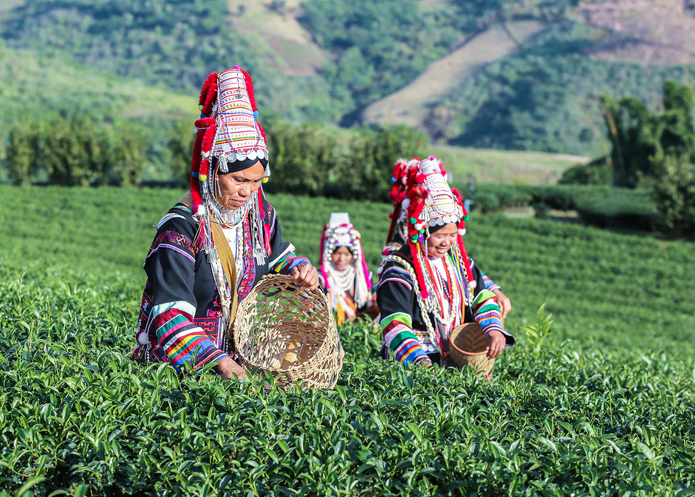 Premium tea leafs