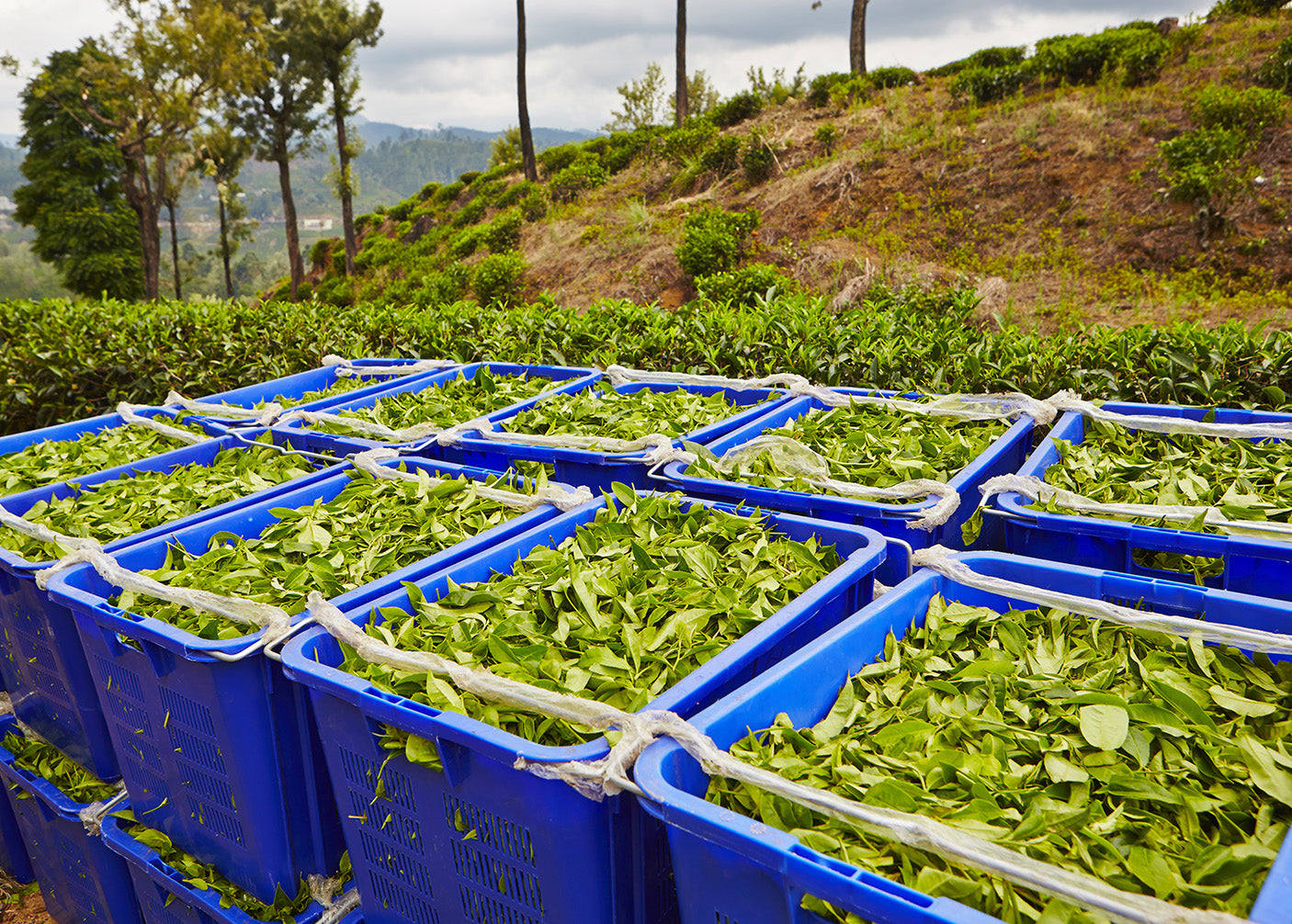 History of tea