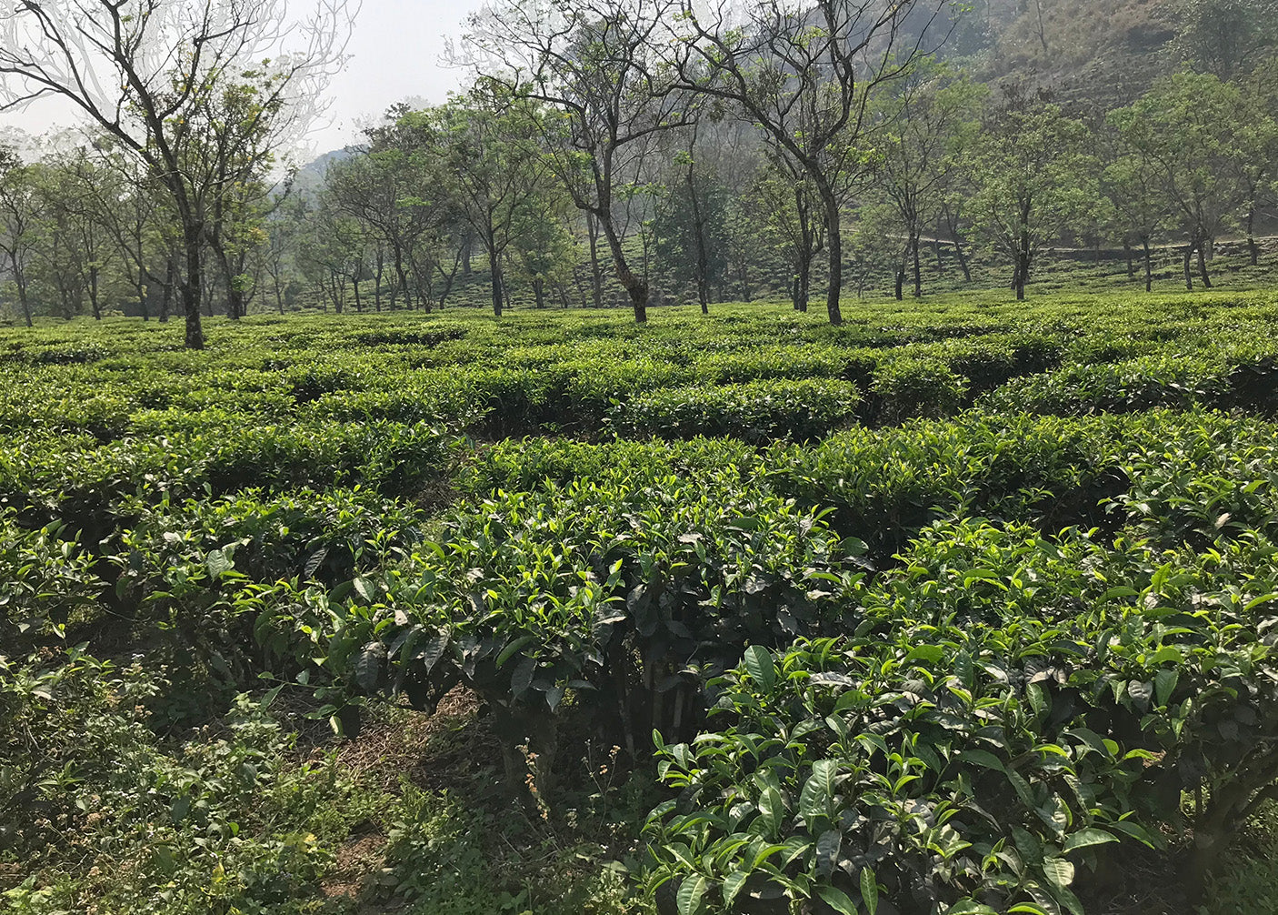 Best engergy booster